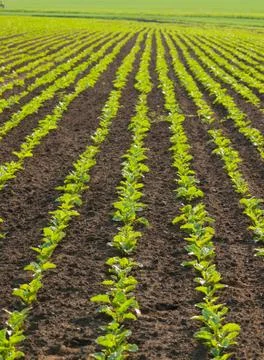 Lined pattern of the sugar beet plants on the field Stock Photos