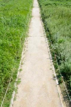 Lined straight path in a silver grass field Stock Photos