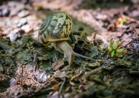 Lined Texture of Snail Shell Stockfoto's