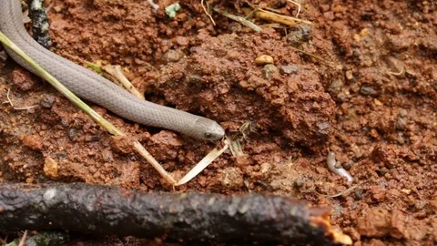 Lined Tolucan Ground Snake  exploring the wet soil of the forest Stock-Footage 119405796