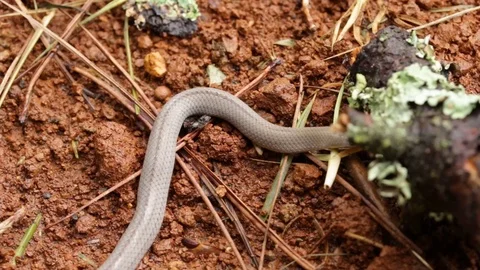 Lined Tolucan Ground Snake  exploring the wet soil of the forest 스톡 동영상 119405798