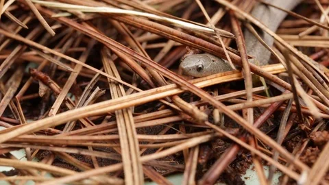 Lined Tolucan Ground Snake  exploring the wet soil of the forest Video stock 119405806
