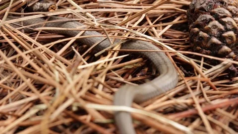 Lined Tolucan Ground Snake  exploring the wet soil of the forest 스톡 동영상 119405813