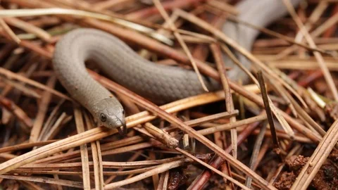 Lined Tolucan Ground Snake  exploring the wet soil of the forest 스톡 동영상 119405823