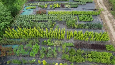 Lined tree nursery Video stock 247089170