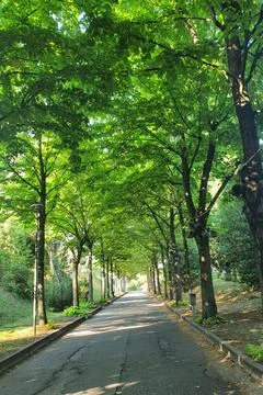 Lined Trees Stock Photos