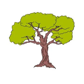 Linedrawing of a big tree on a white background Stock Illustration
