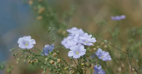  linen flowers close up Stock Footage 142511179