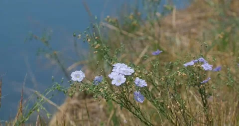  linen flowers close up Stock Footage 142511186