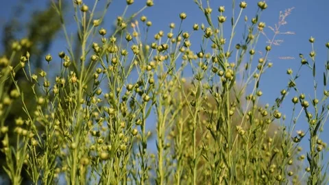 Linen plant moved by wind. Close up and low angle Video stock 142368946