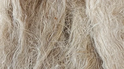 Linen Texture Background Abstract thread on a Linen Fabric Stock Footage 245912477