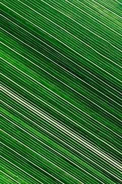 Lines and textures of green leaves Stock Photos