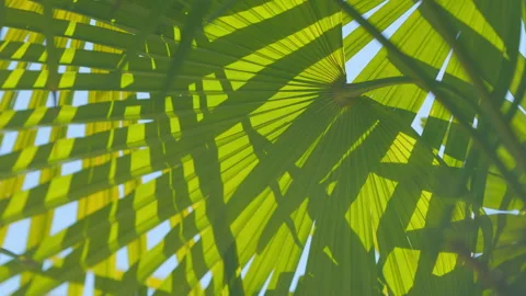 Lines And Textures Of Green Palm Leaves. Beautiful Palm Leaves Of Tree In Stock Footage 256959628