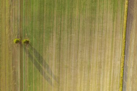 Lines and Trees 写真素材