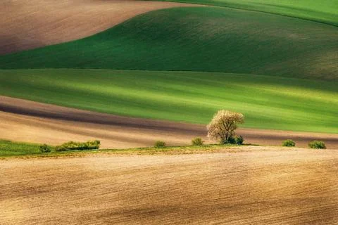 Lines and waves with tree in the spring Stock Photos