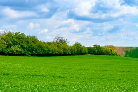 Lines and waves with trees in area known as Moravian Tuscany, South Moravia Stock Photos