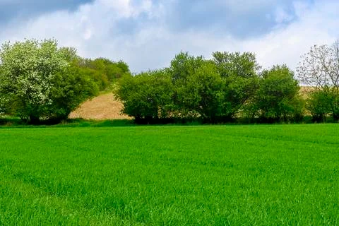 Lines and waves with trees in area known as Moravian Tuscany, South Moravia Stock Photos