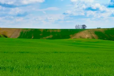 Lines and waves with trees in area known as Moravian Tuscany, South Moravia Stock Photos
