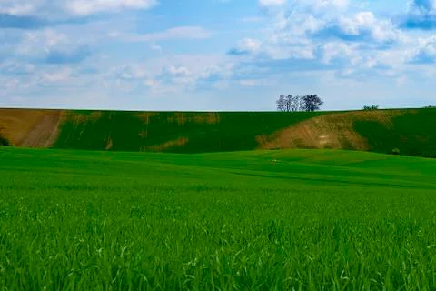 Lines and waves with trees in area known as Moravian Tuscany, South Moravia Stock Photos