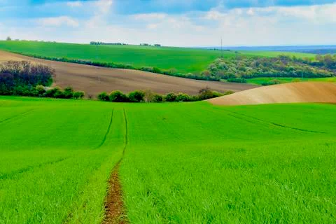Lines and waves with trees in area known as Moravian Tuscany, South Moravia Стоковые фото