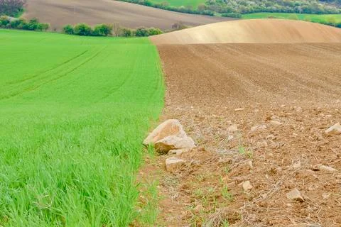 Lines and waves with trees in area known as Moravian Tuscany, South Moravia Stock-Fotos