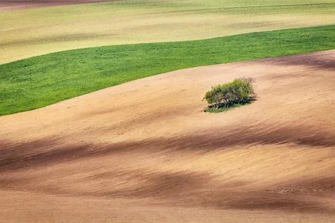 Lines and waves with trees in the spring Stock Photos