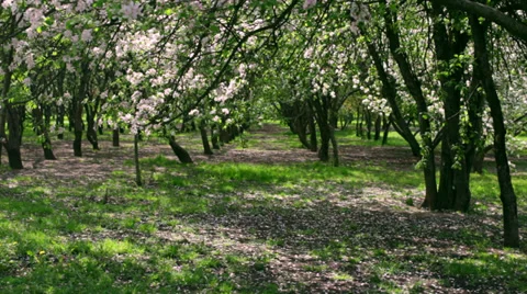 Lines of apple trees with splendid blossom in a city park 動画素材 39347574