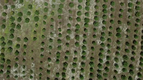 Lines of developing evergreen pine trees on open land for reforestation, Video stock 150554326