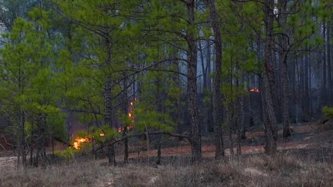 Lines of fire through the woods A controlled forest fire in the Winter in rur Video stock 147517962