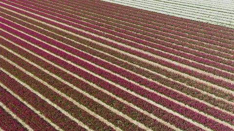 Lines of flowers in field in full bloom 動画素材 129892682