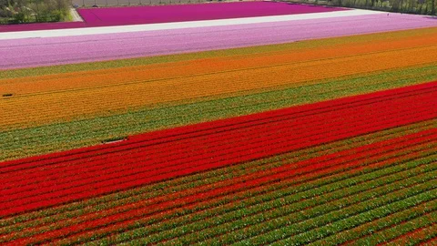 Lines of flowers in field in full bloom 動画素材 129892750
