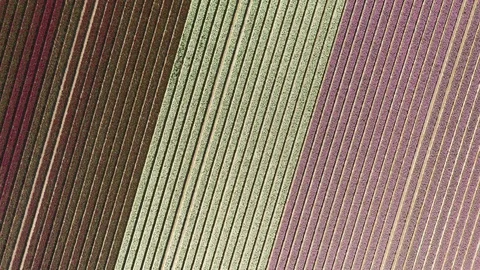 Lines of flowers in field in full bloom 動画素材 129892822