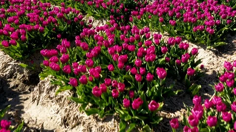 Lines of flowers in field in full bloom 動画素材 129902292