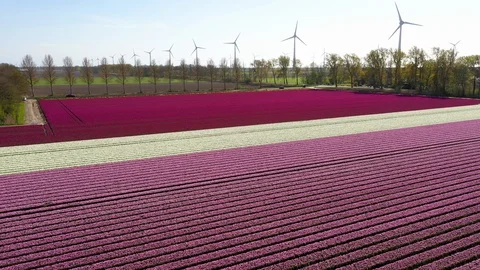 Lines of flowers in field in full bloom 動画素材 129902344