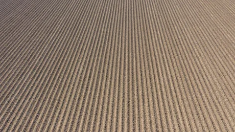 Lines of flowers in field in full bloom 動画素材 129902397