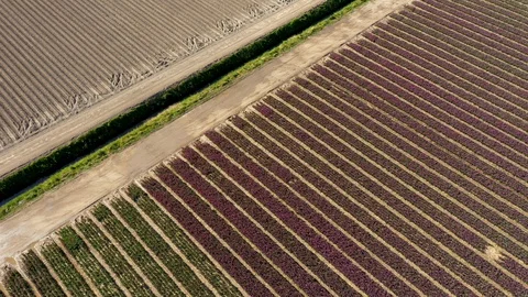 Lines of flowers in field in full bloom 動画素材 129902428