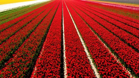 Lines of flowers in field in full bloom 動画素材 129902706