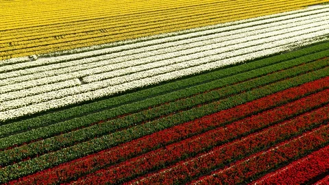 Lines of flowers in field in full bloom 動画素材 129902786