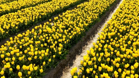Lines of flowers in field in full bloom 動画素材 129902899