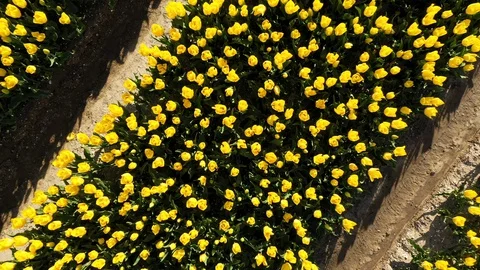 Lines of flowers in field in full bloom 動画素材 129903062