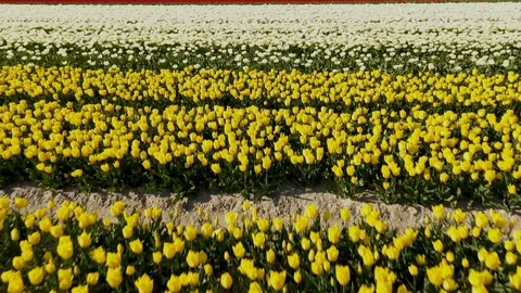 Lines of flowers in field in full bloom 動画素材 129903328
