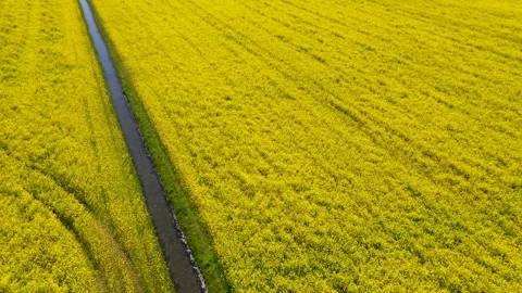 Lines of flowers in field in full bloom Video stock 154659287