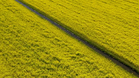 Lines of flowers in field in full bloom Video stock 154659307