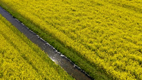 Lines of flowers in field in full bloom Video stock 154659311