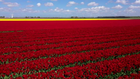 Lines of flowers in field in full bloom Video stock 154659358