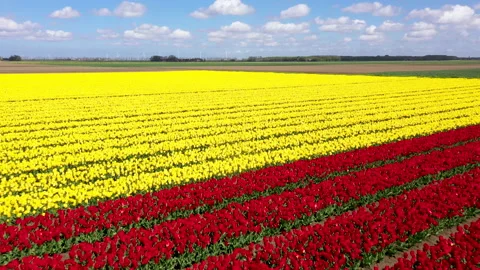 Lines of flowers in field in full bloom Video stock 154659374