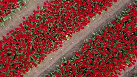 Lines of flowers in field in full bloom Video stock 154659490