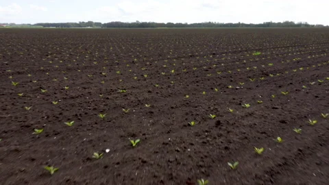 Lines of flowers in field in full bloom Video stock 154659497