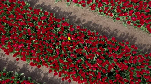 Lines of flowers in field in full bloom Video stock 154659509
