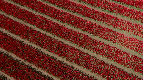 Lines of flowers in field in full bloom Video stock 154659525